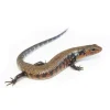Krybdyr fra hele Verden African Fire Skink (Riopa fernandi)
