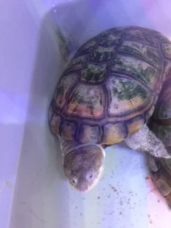 Krybdyr fra hele Verden Afrikansk hjelmskildpadde (Pelomedusa subrufa)