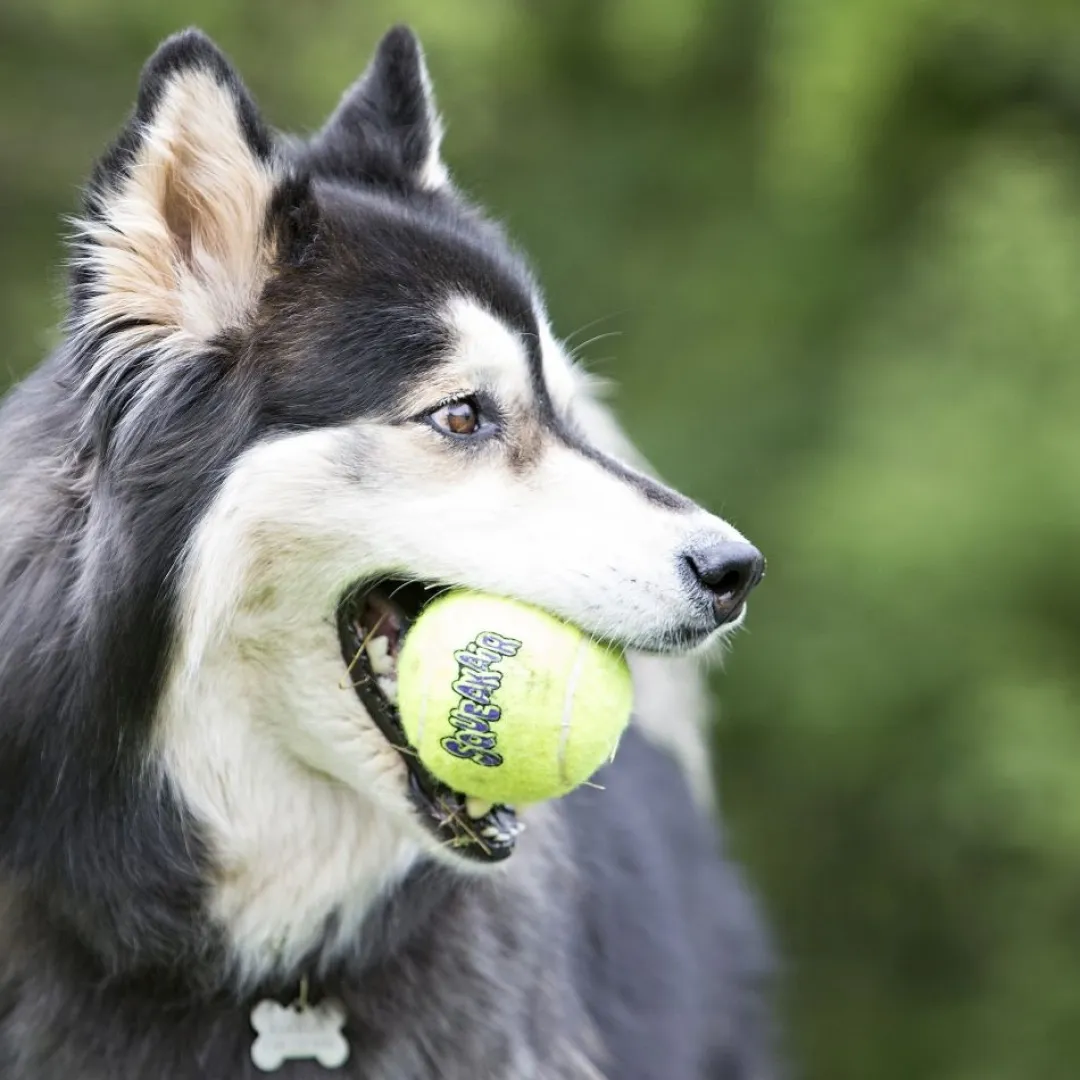 Kong Air Squeaker tennisball Ø 6,4 cm - sjov bold med piv til hunde