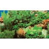 Hobby Akvariebaggrund Marin blue / Plant 8 (50 cm høj) 100 cm