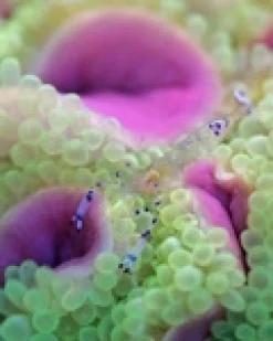 Saltvandsfisk Anemone (Entacmea quadricolor) Bright Green
