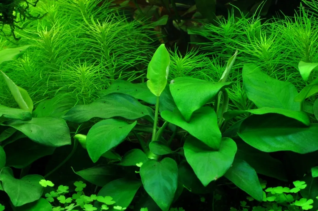 Tropica Akvarieplanter Anubias barteri var. nana Large potte
