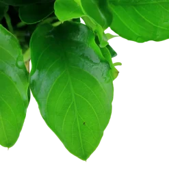 Tropica Akvarieplanter Anubias barteri var. nana Large potte
