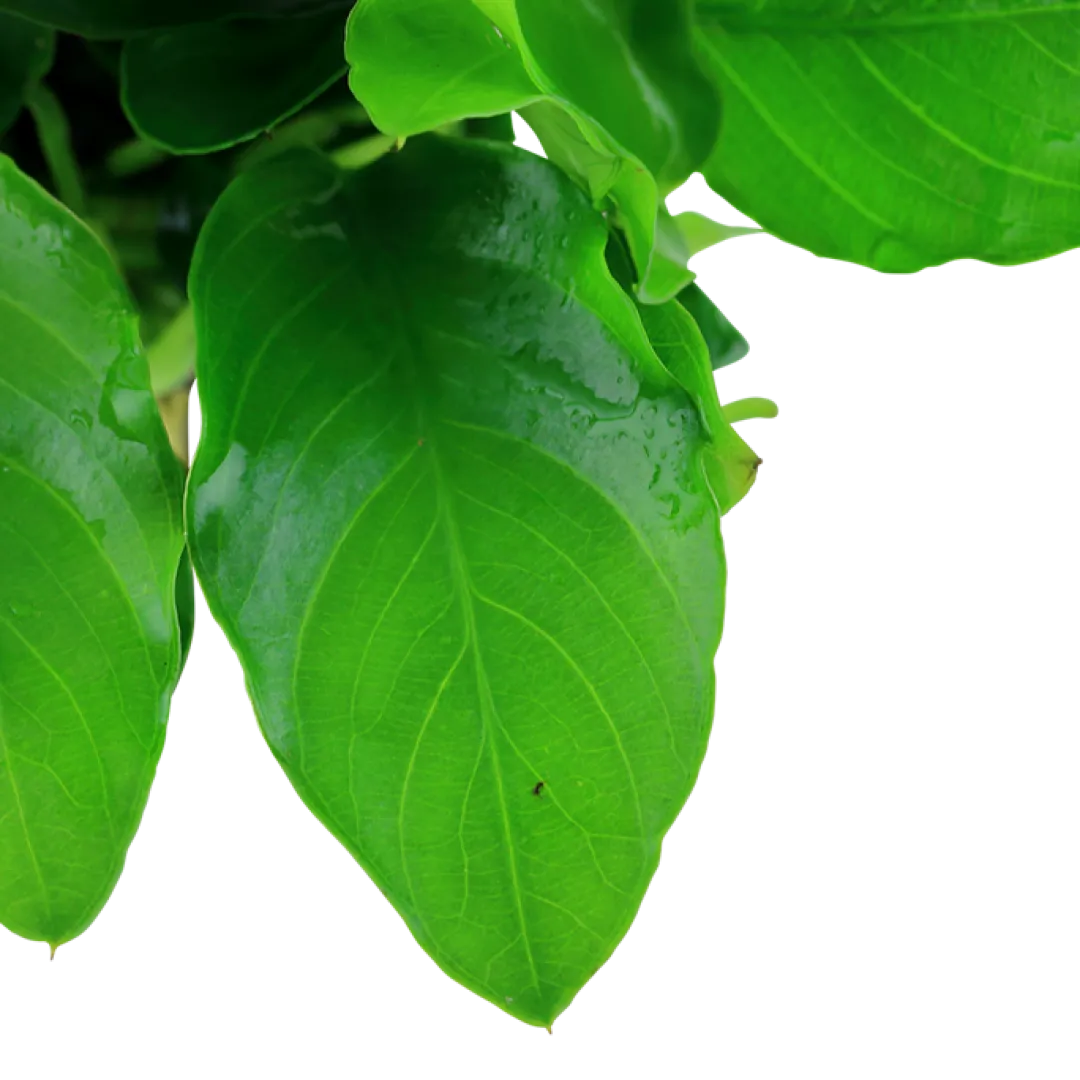 Tropica Akvarieplanter Anubias barteri var. nana Large potte