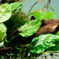 Tropica Akvarieplanter Anubias barteri var. nana Pinto potte