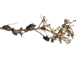 Dekoration til Akvarier og Terrarier Aquascaping Root 25-35 cm