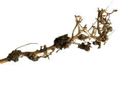 Dekoration til Akvarier og Terrarier Aquascaping Root 25-35 cm