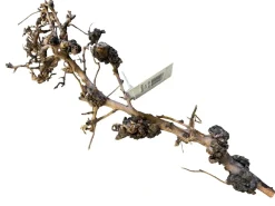 Dekoration til Akvarier og Terrarier Aquascaping Root 25-35 cm