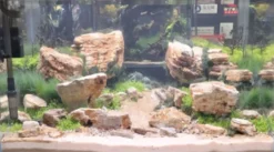 Dekoration til Akvarier og Terrarier Aquascaping sten Red Multilayer pr kg