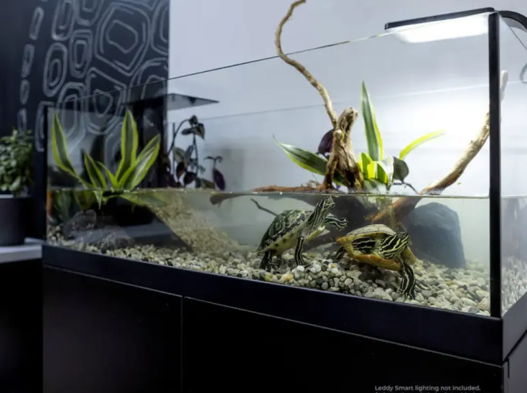 Repti Planet Aqua Terrarium 100x35x40,5 cm til Sumpskildpadder