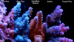 ATI T5 39 Watt Aquablue Special 85 cm