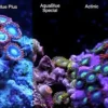 ATI T5 24 Watt Coral Plus 115 cm