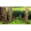 Hobby Baggrund til akvarium Scapers Hill og forest (30 cm høj) 60 cm