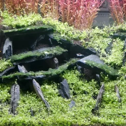 Dekoration til Akvarier og Terrarier Black Slate Rock - Skifersten til Akvarie & Terrarie pr kg