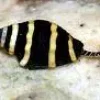 Saltvandsfisk Bumble bee snail (Pusiostoma mendicaria)
