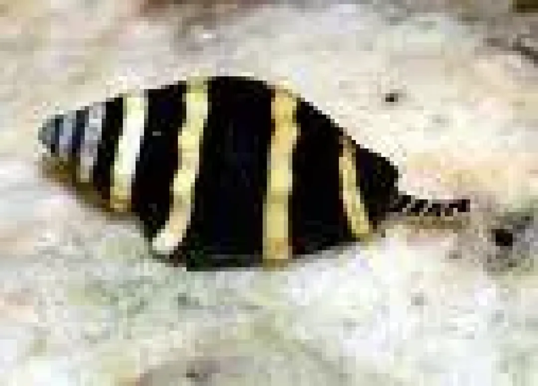 Saltvandsfisk Bumble bee snail (Pusiostoma mendicaria)