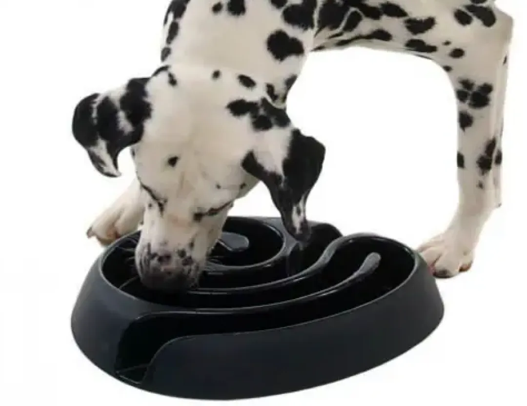 Buster dogmaze (sort)