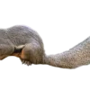 MiniZoo Callosciurus notatus plantain Egern