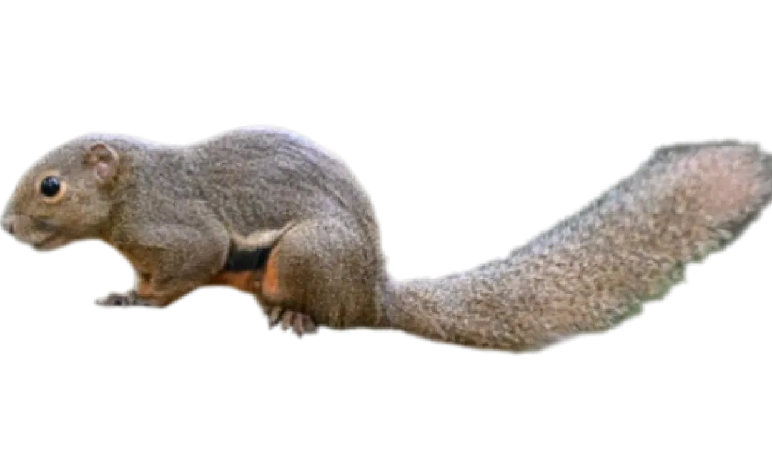 MiniZoo Callosciurus notatus plantain Egern