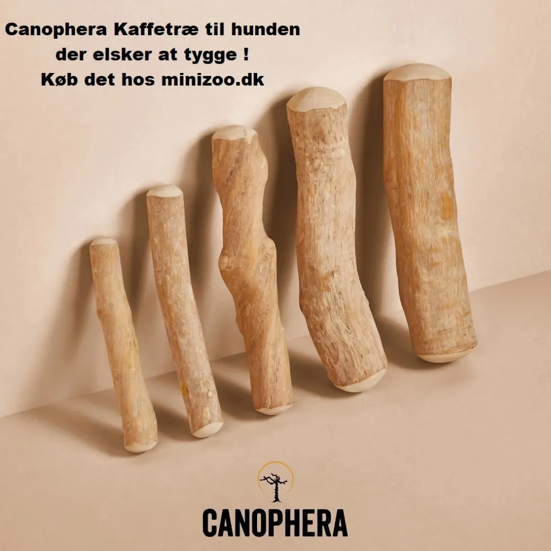 Canophera Kaffetræ M - naturligt tyggelegetøj til mellemstore hunde