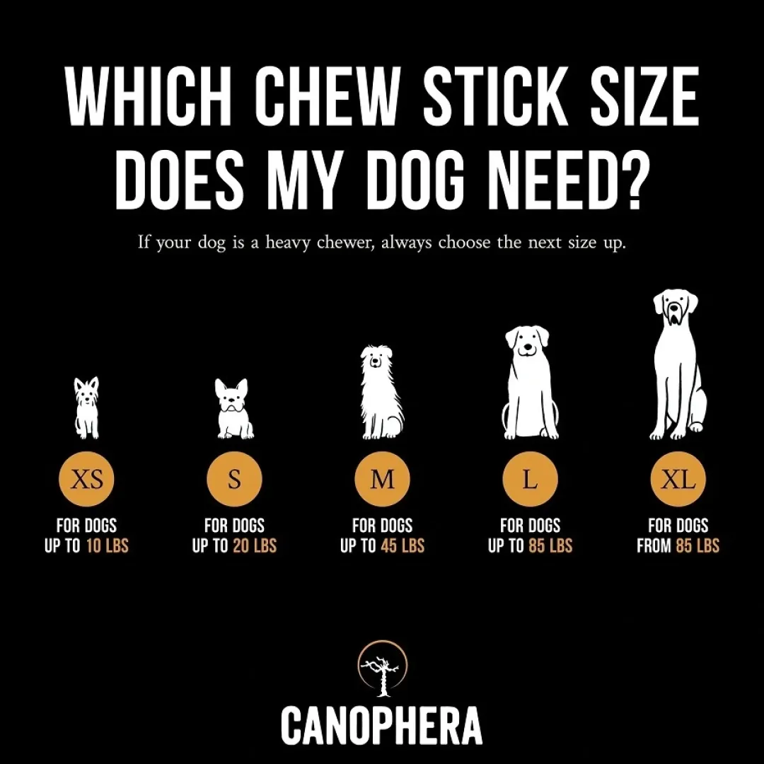 Canophera Kaffetræ S - naturligt tyggelegetøj til små og mellemstore hunde