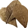 Hobby Catappa Leaves XL