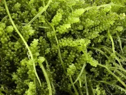 Levende foder til Akvariefisk Caulerpa racemosa (alge til saltvand) Vindrue alge