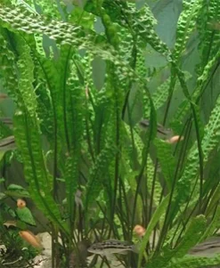 MiniZoo Cryptocoryne aponogetifolia (Hammerslået)