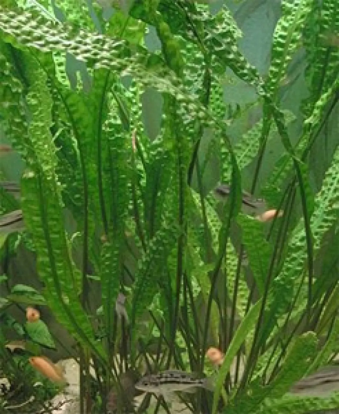 MiniZoo Cryptocoryne aponogetifolia (Hammerslået)