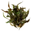 Tropica Akvarieplanter Cryptocoryne undulata Broad Leaf 1-2-GROW