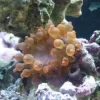 Saltvandsfisk Entacmaea quadricolor Anemone Mix Farver