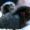 Saltvandsfisk Eramitkrebs Clibanarius spp