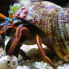 Saltvandsfisk Eremitkrebs (Calcinus Laevimanus)
