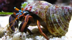 Saltvandsfisk Eremitkrebs (Calcinus Laevimanus)