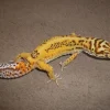 Krybdyr fra hele Verden Eublepharis macularius Bell albino Leopardgekko