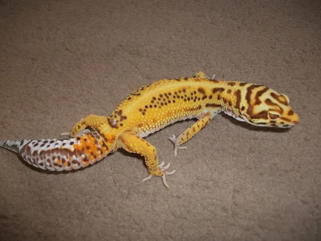 Krybdyr fra hele Verden Eublepharis macularius Bell albino Leopardgekko