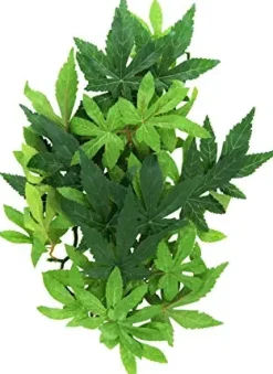 ExoTerra Exo Terra Abuliton medium