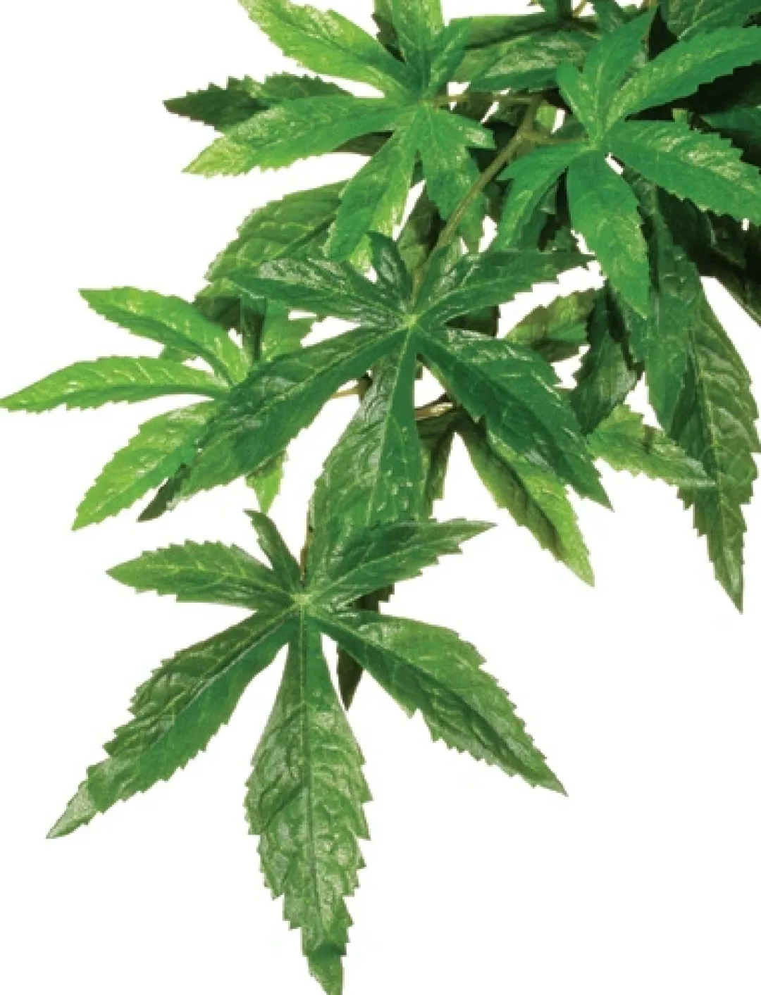ExoTerra Exo Terra Abuliton medium