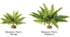 ExoTerra Exo Terra Boston Fern (lille)
