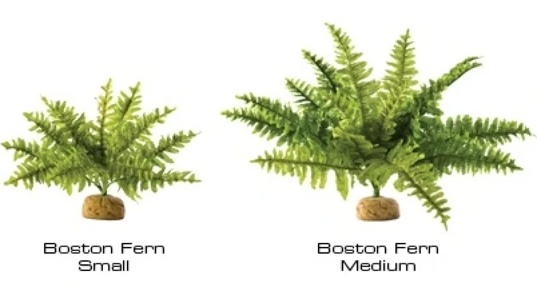 ExoTerra Exo Terra Boston Fern (lille)