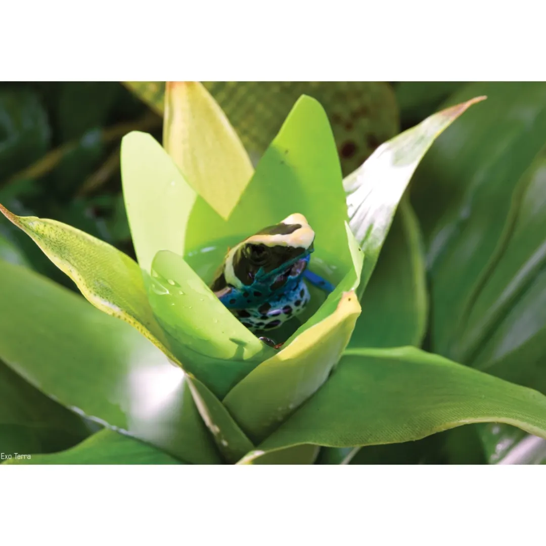ExoTerra Exo Terra Bromelia Medium