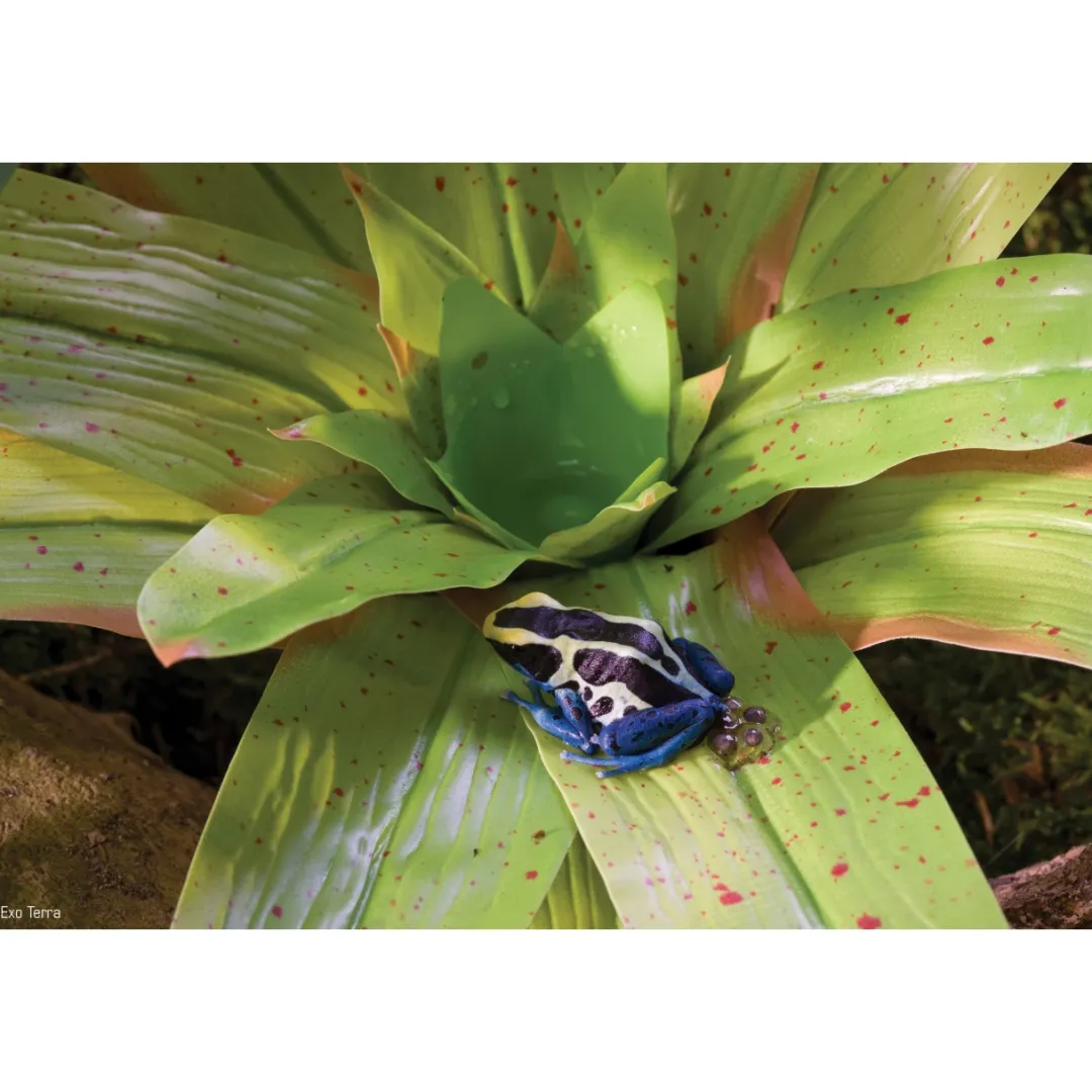 ExoTerra Exo Terra Bromelia Medium