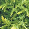 ExoTerra Exo Terra Croton stor