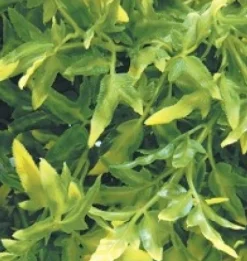 ExoTerra Exo Terra Croton stor