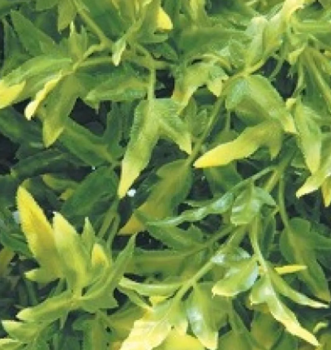 ExoTerra Exo Terra Croton stor