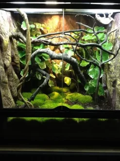 ExoTerra Exo Terra Jungle Træ stor