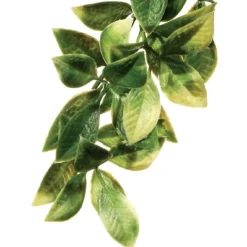 ExoTerra Exo Terra Mandarin medium