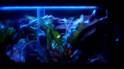 ExoTerra Exo Terra Night Glo 15 watt