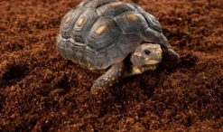 ExoTerra Exo Terra Plantation Soil 650 g x 3