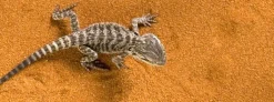 ExoTerra Exo Terra Rød Desert sand 4,5 kg